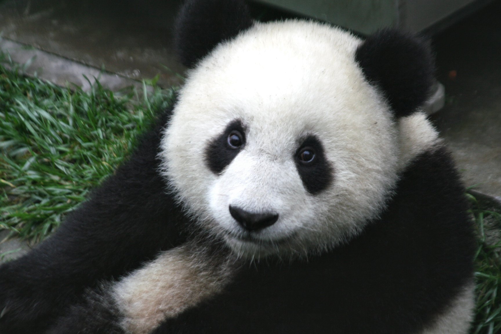 Pandas In China