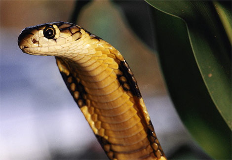 picture of a king cobra