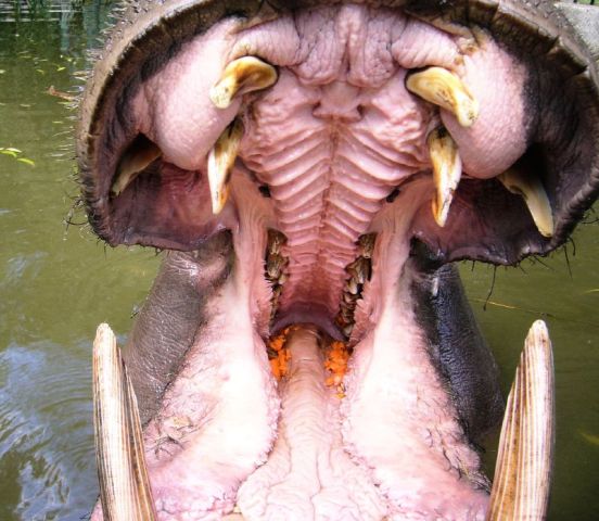 animal-picture-hippo-mouth-laurenz-animalpicture.jpg